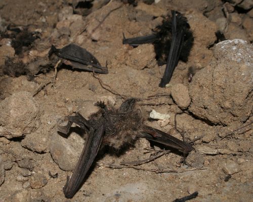 šikšnosparnių skausmai artrozė į alkūnės sąnario