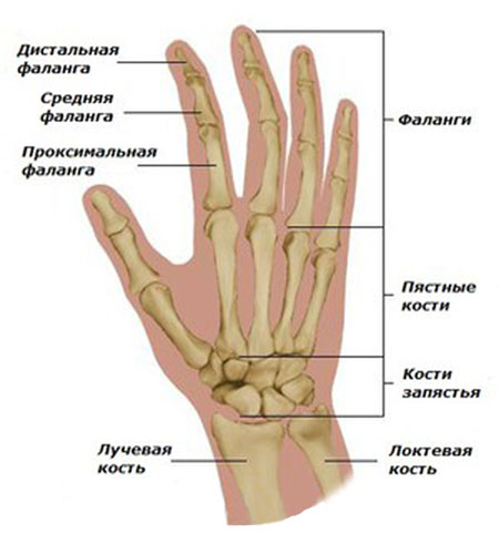 rankų falangi artritas išsami tepalas už osteochondrozės gydymui