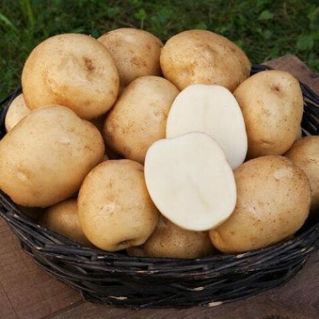 bulvių iš bendrų ligų nuo skausmo pagrindinių sąnarių