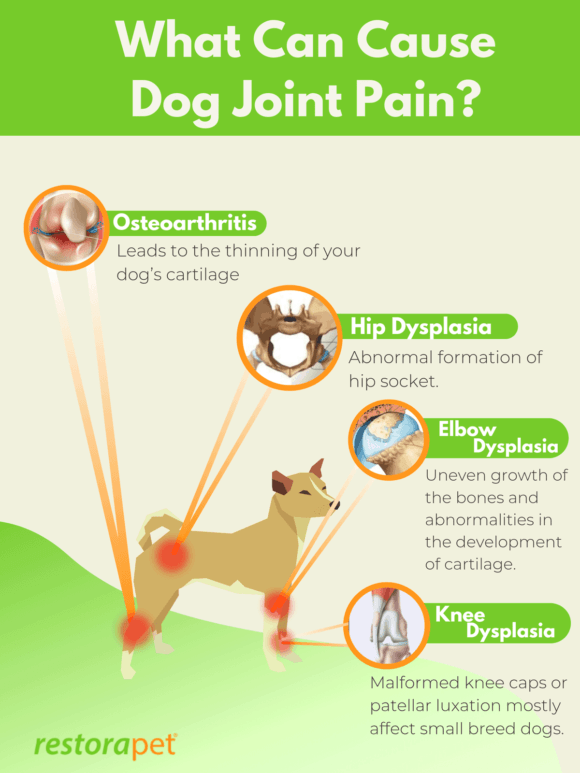 swelling in joints of dogs