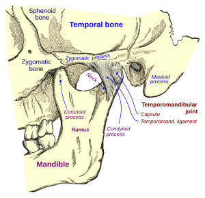 artrozė iš apatinio žandikaulio sustav