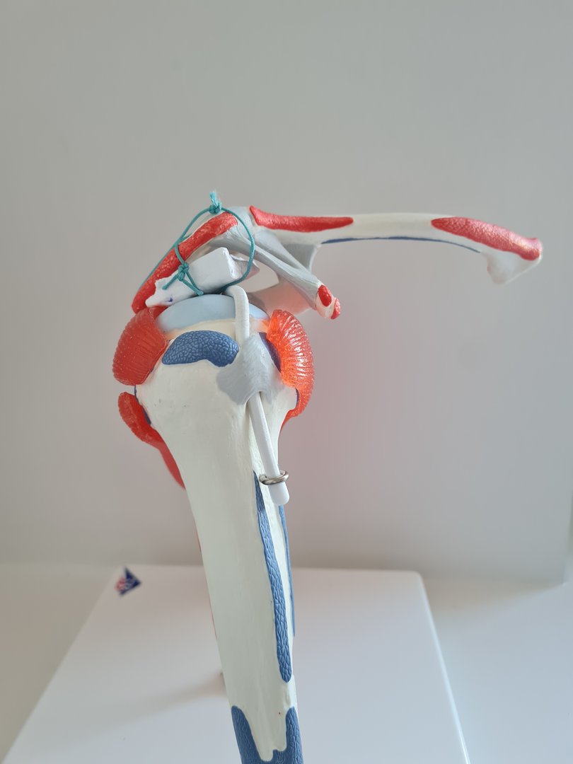 analgetikas tepalas peties sąnario gerklės jungtys mentės ir kaklo