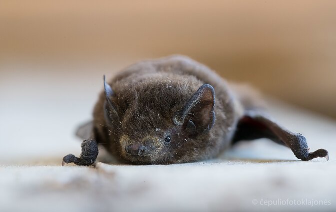 šikšnosparnių skausmai skauda nykščio sąnarį ką daryti