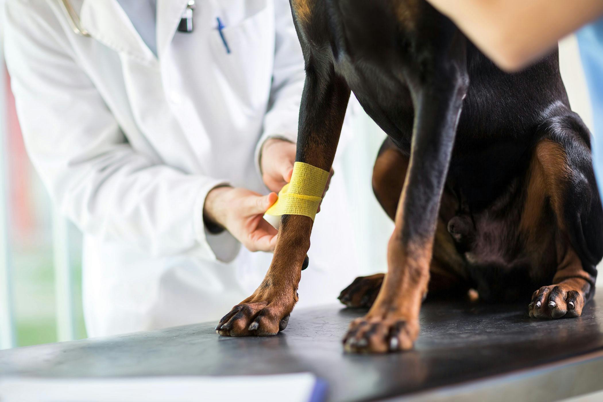 swelling in joints of dogs