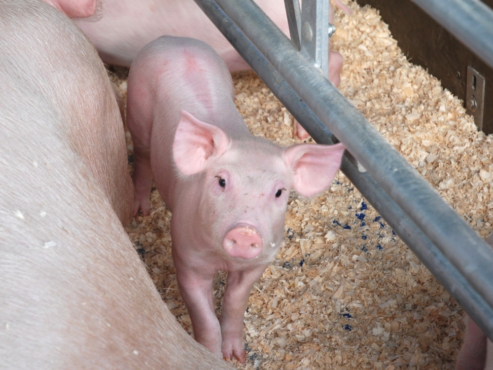 ligos sąnarių kiaules kaip pašalinti aukšto išlaikyti šepečiai