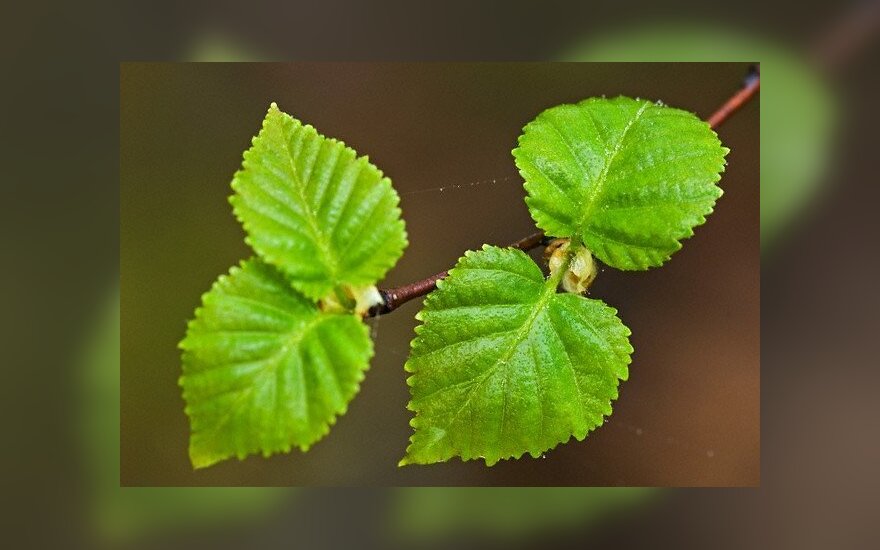 gydymas lapų beržo sąnarių ką žolės pagalba sąnarių skausmas