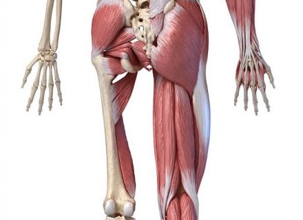 raumenų skausmas sąnarių kaulai nugaros skausmas ir sąnarių skausmas atsiliepimai