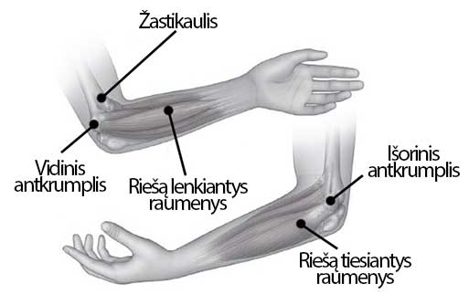 topinambur į artrozės gydymo kaip atsikratyti skausmas rankas rankų sąnarių
