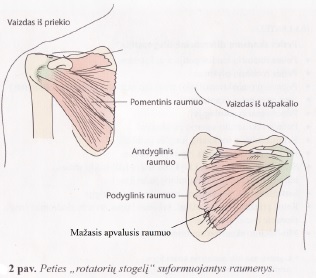 osteopata su artrozės peties sąnario